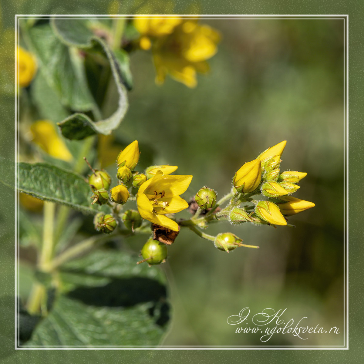 Вербейник обыкновенный Lysimachia vulgaris