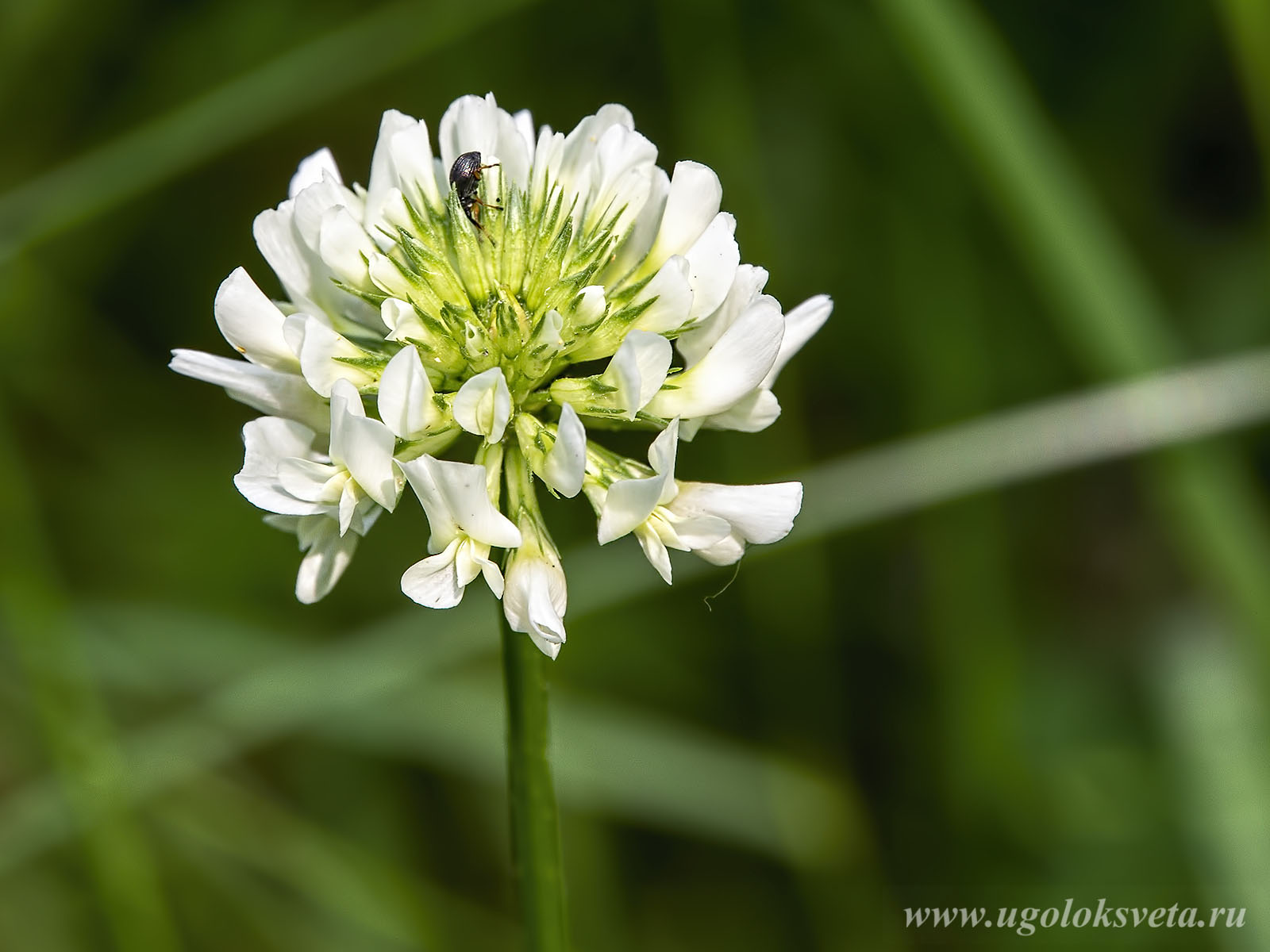 Клевер белый Trifolium repens