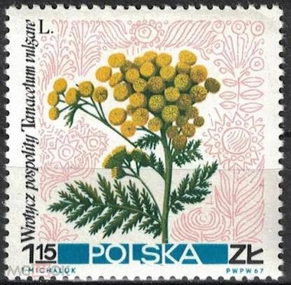 Польская марка с изображением пижмы обыкновенной.