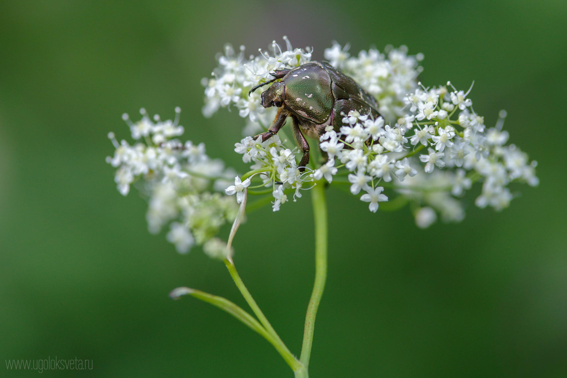 Жук золотистая бронзовка или бронзовка обыкновенная (Cetonia aurata).