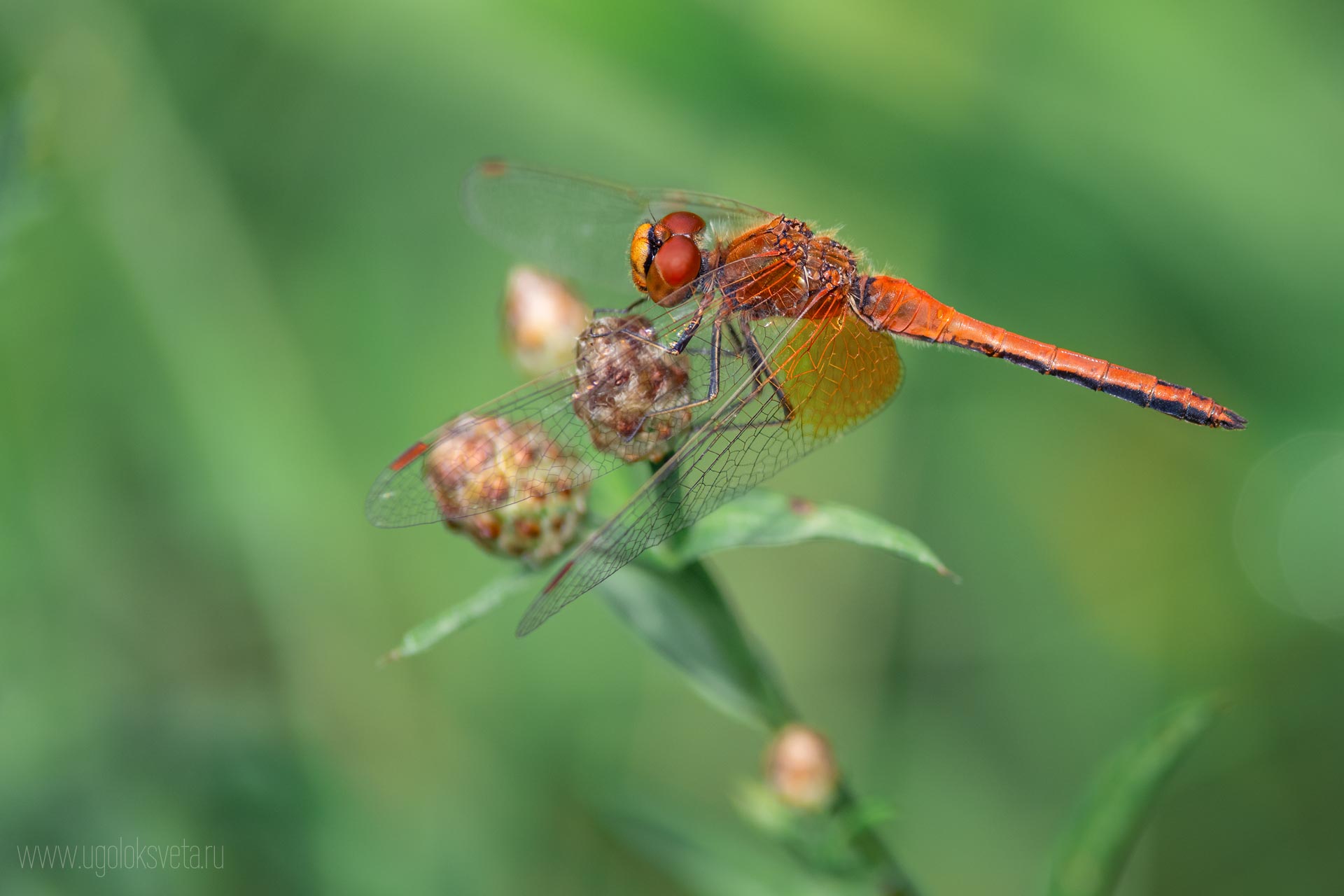 Стрекоза кроваво-красная (Sympetrum sanguineum). Самец.