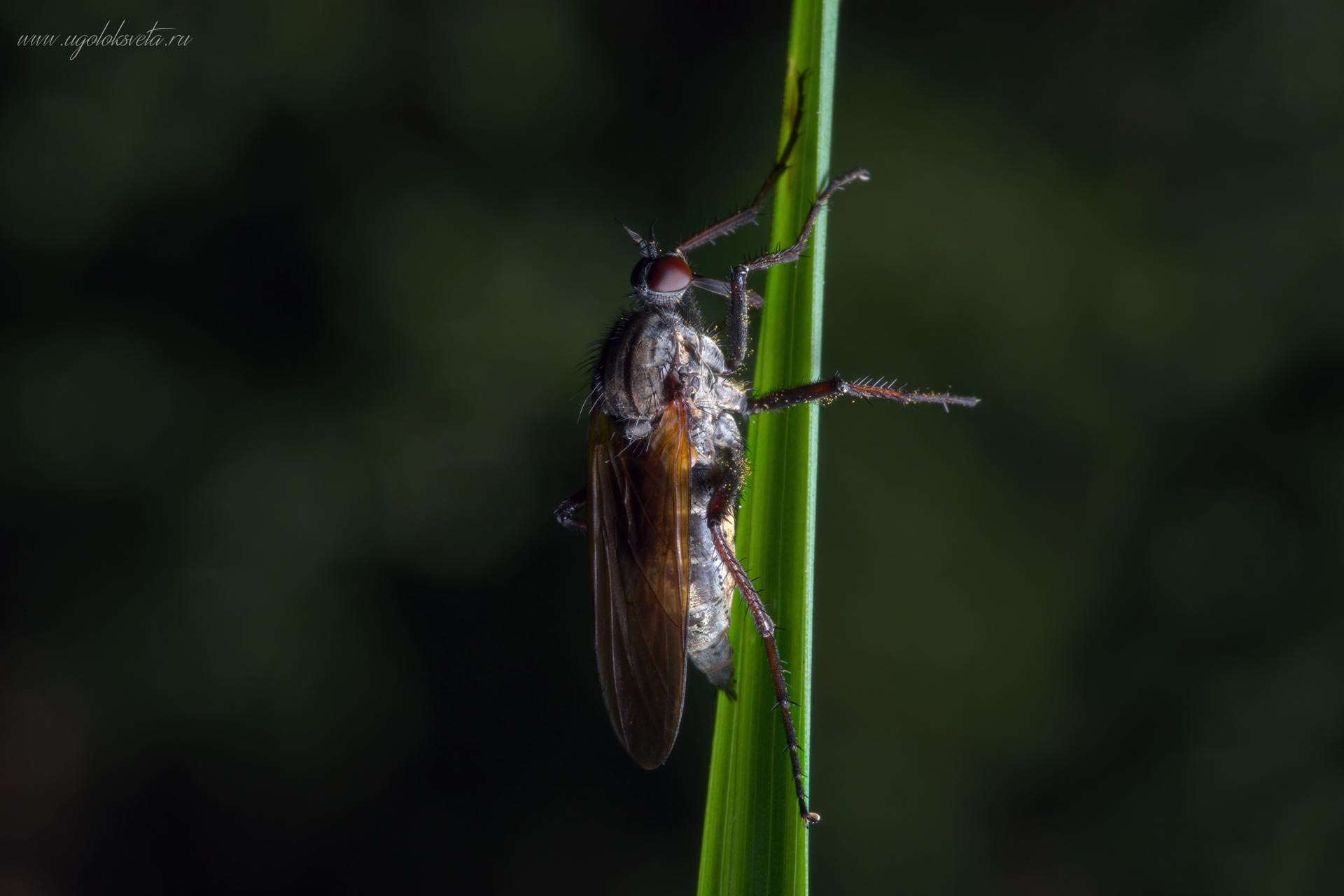 Толкунчик большой - Empis tessallata. Самка.