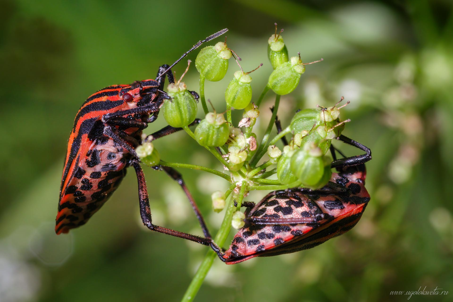 Клопы-щитники линейчатые - Graphosoma lineatum.