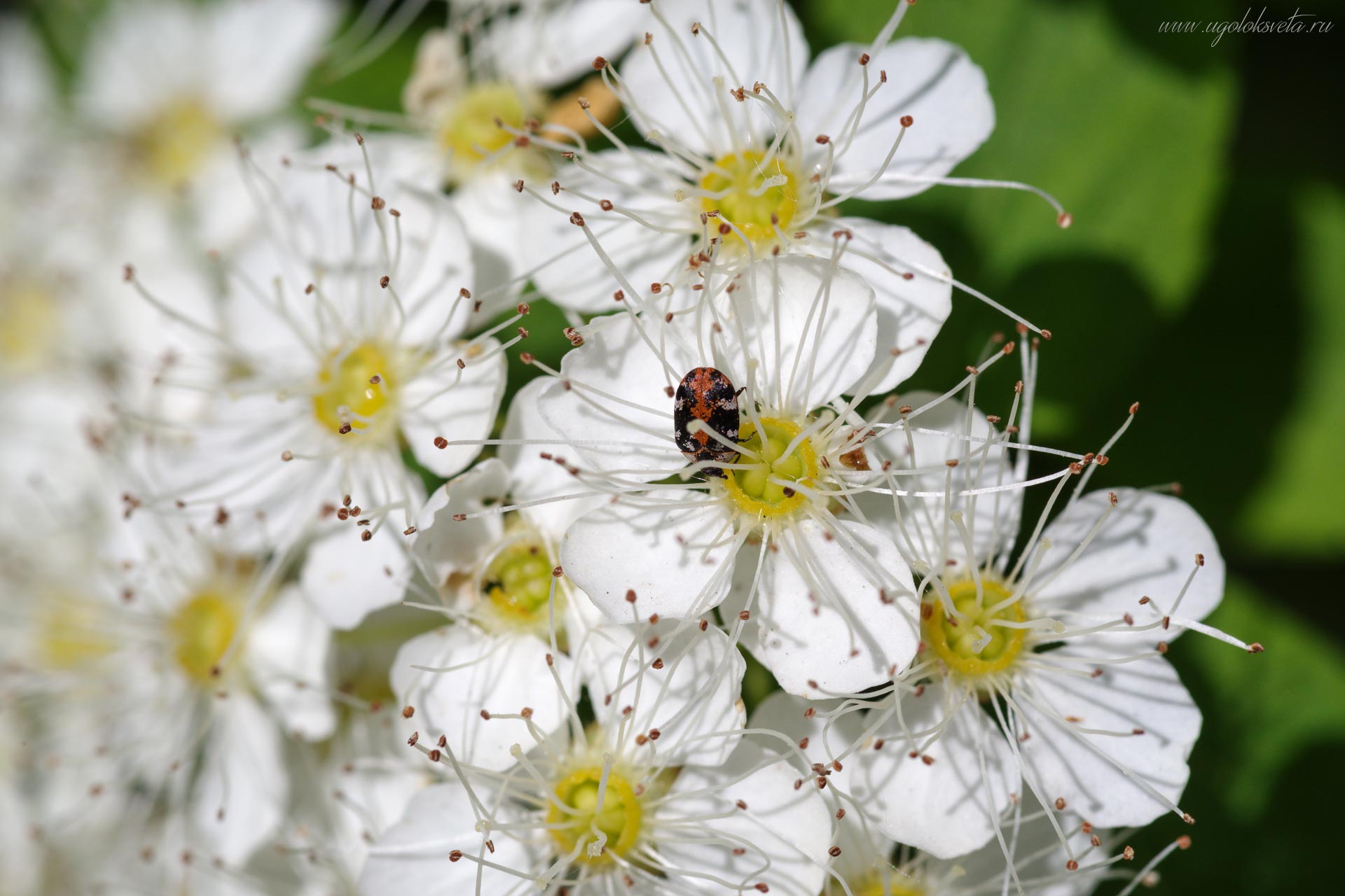 Жук кожеед - Anthrenus scrophulariae на цветках боярышника.