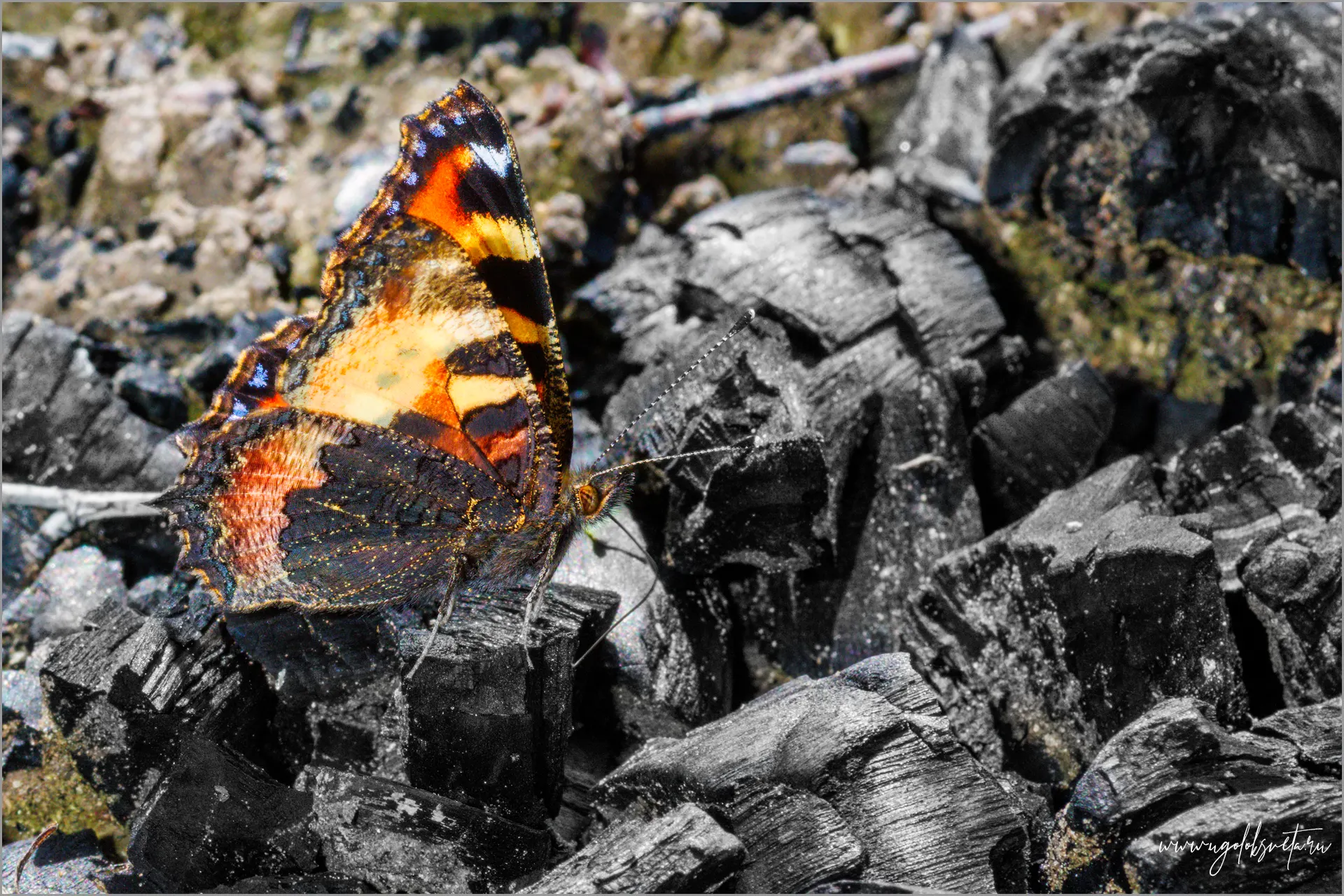 Бабочка Крапивница (Aglais urticae) на кострище