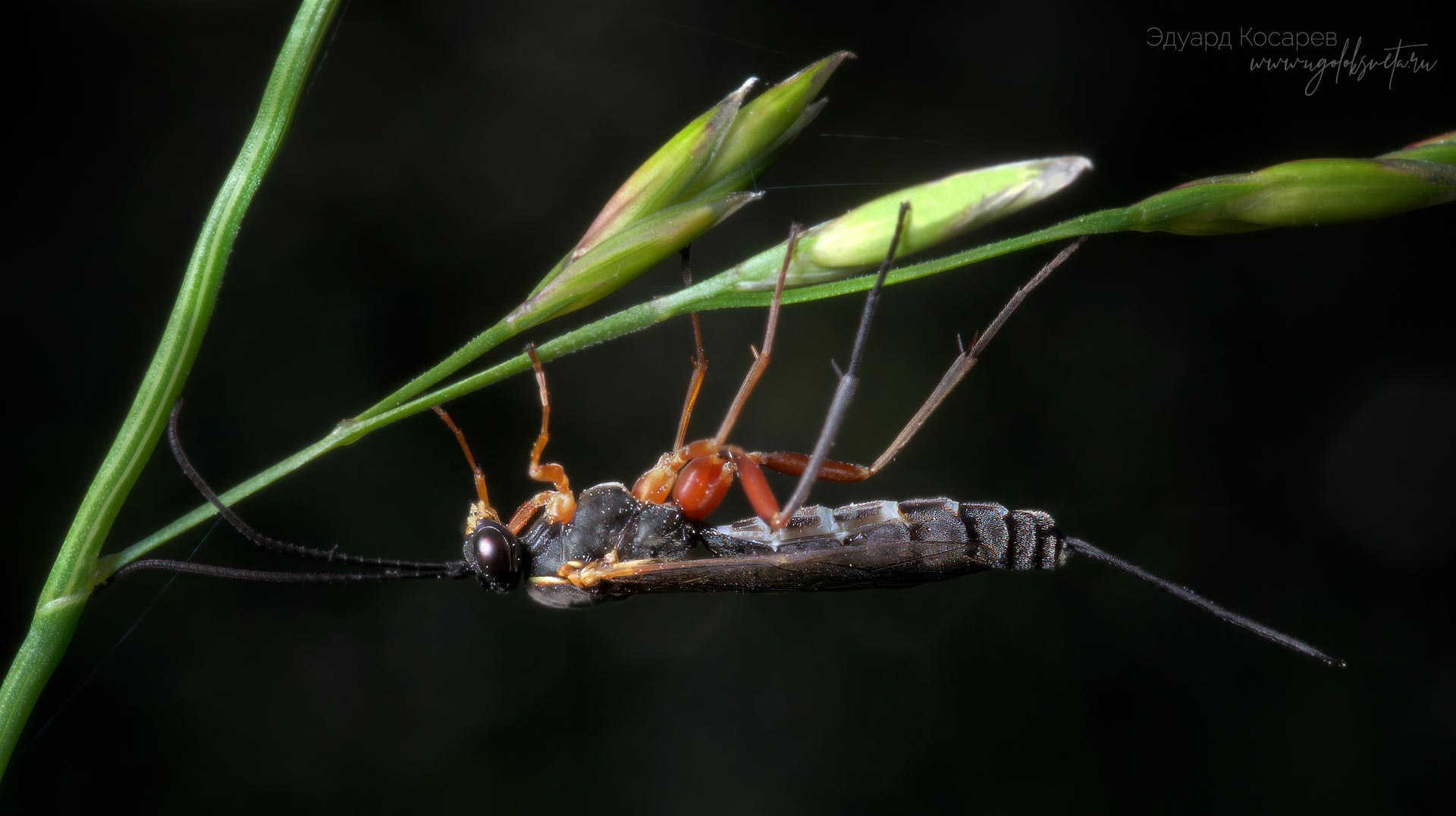 Оса-наездник из семейства Ichneumonidae с "зачехлённым" яйцекладом.