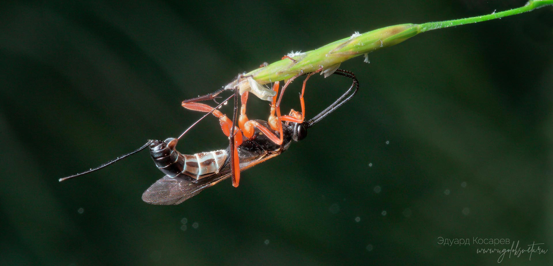 Оса-наездник из семейства Ichneumonidae во время кладки яиц.